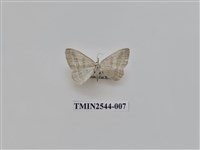 藏品(尺蛾32)的圖片